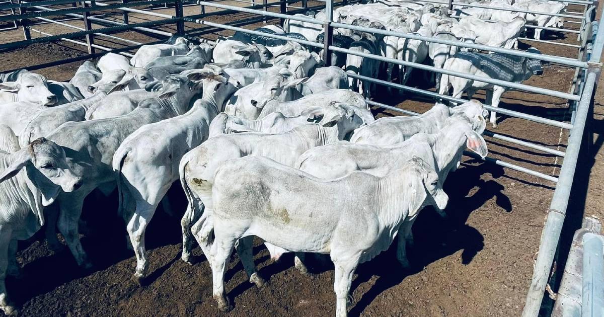 Weaner steers reach 750c/kg, average 646c/kg, at Charters Towers | North Queensland Register