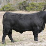 Light weight yearling steers returning to the paddock reach 640c atToowoomba | Queensland Country Life