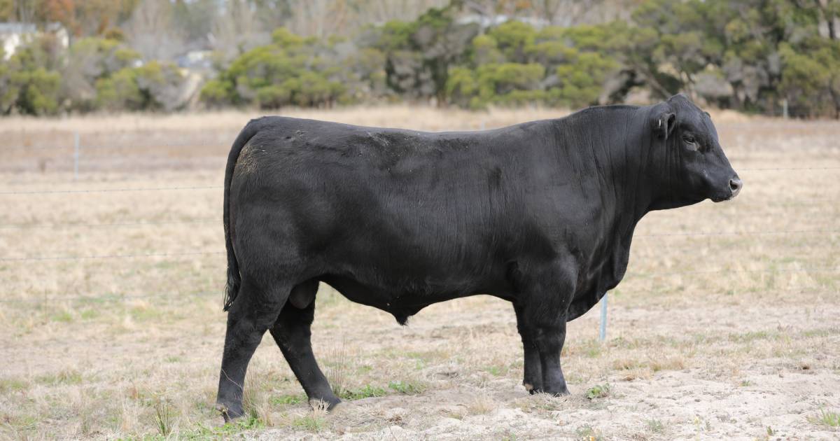 Glenisa Angus sale a 'rippa'