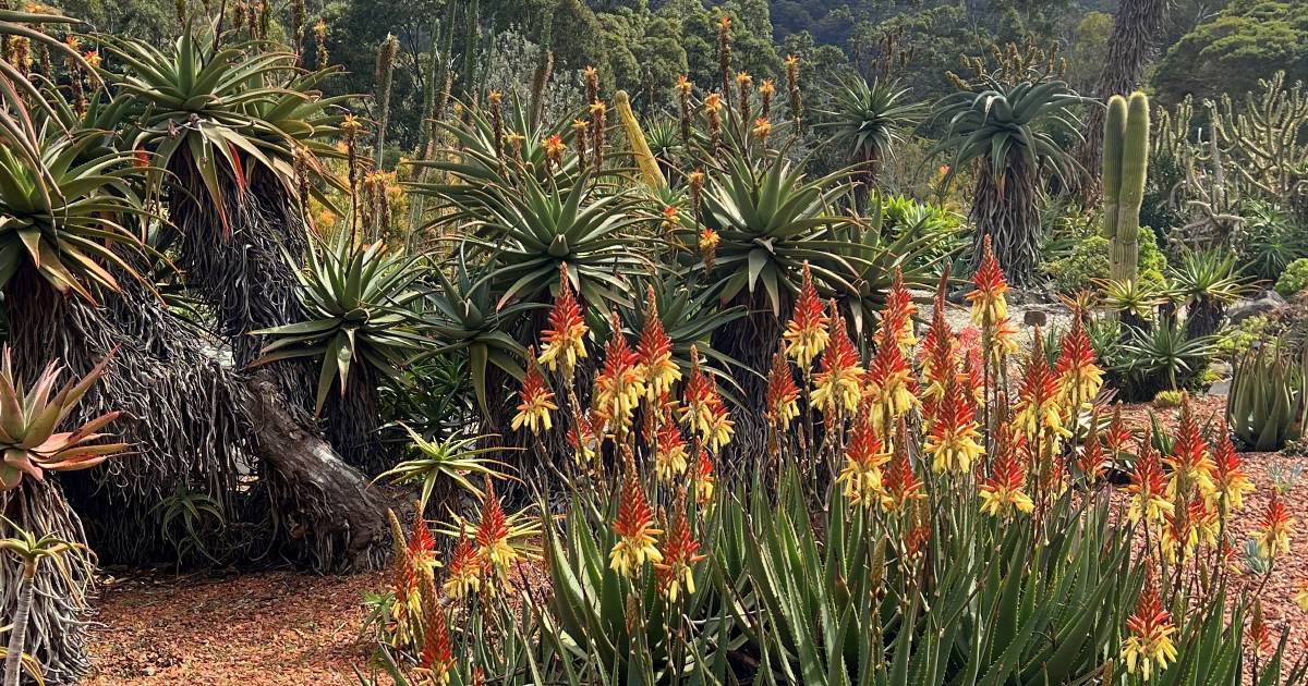 On a high with aloes | In Fiona’s Garden | The Land