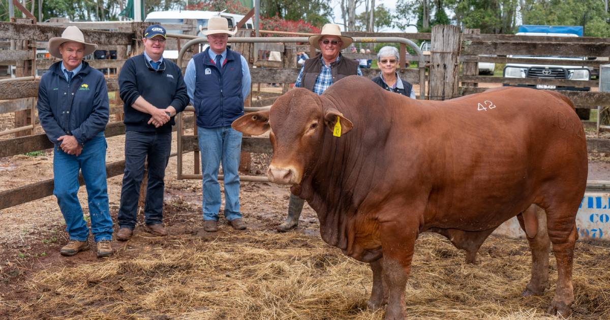 More bulls, higher avg at this year's Bunya Droughtmaster sale