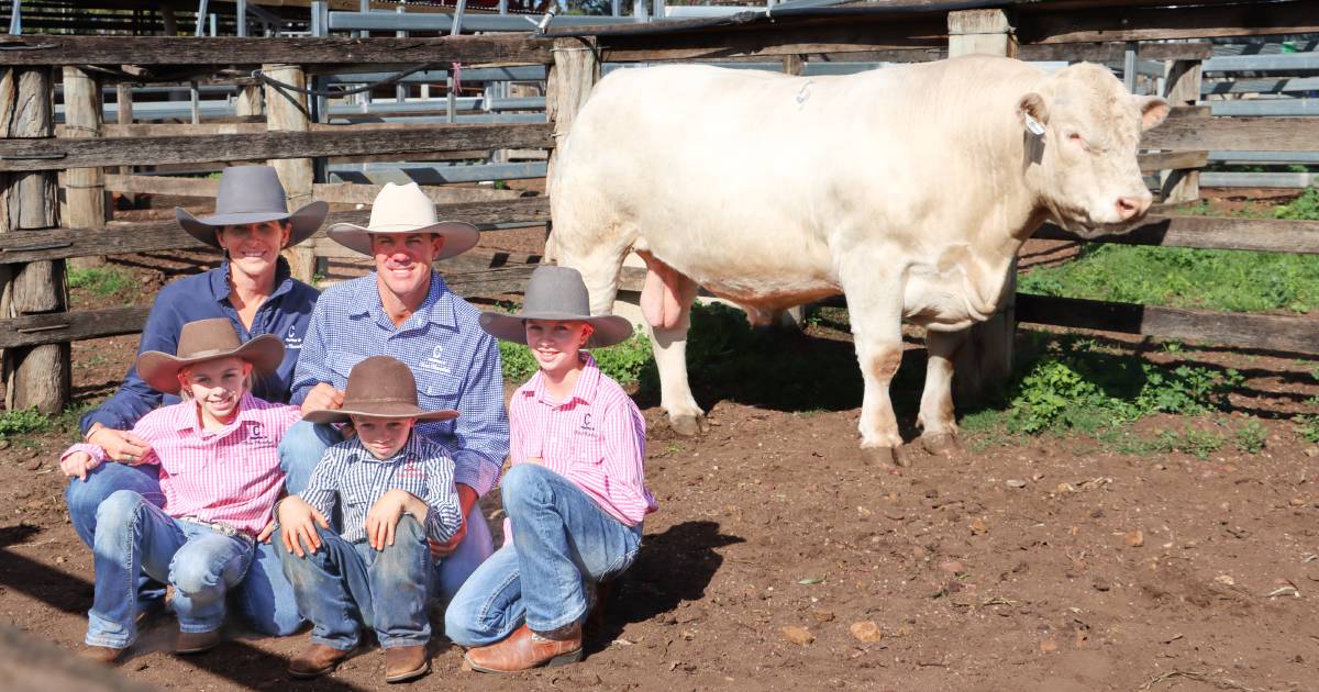 Top price up 127pc, avg up 60pc at Eidsvold Charolais sale