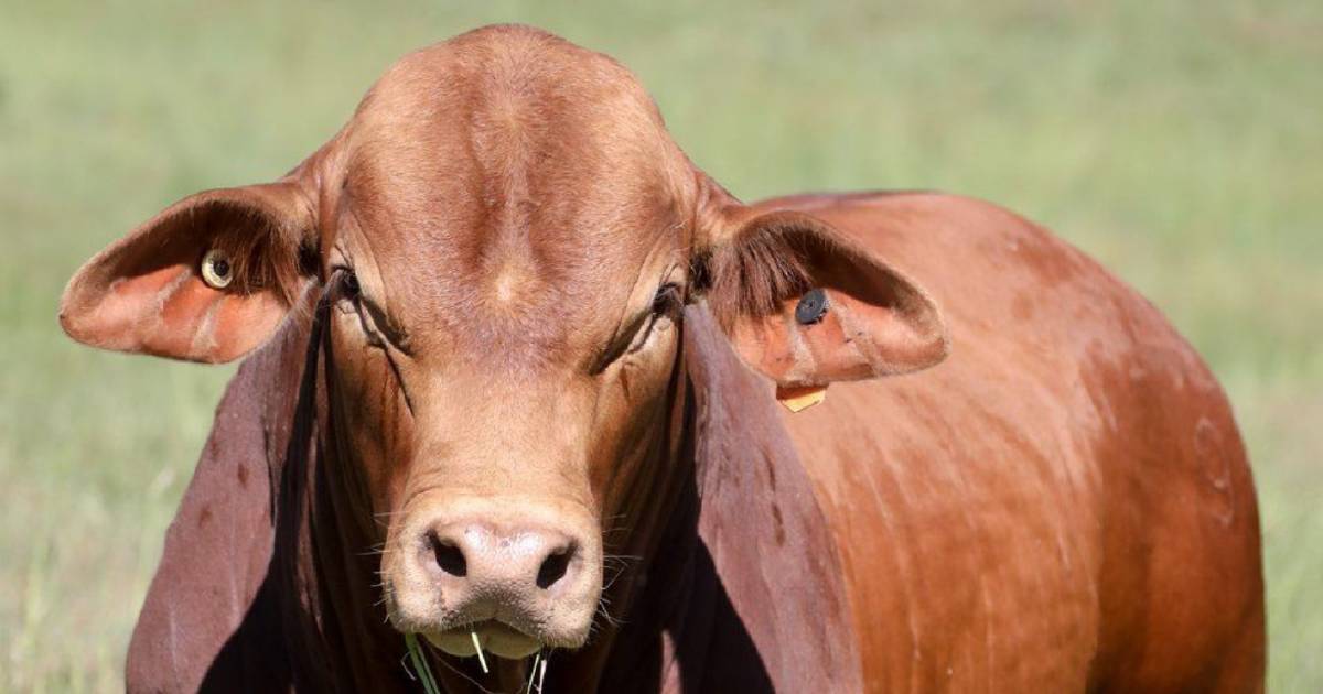 Why farming families dread bull photo day