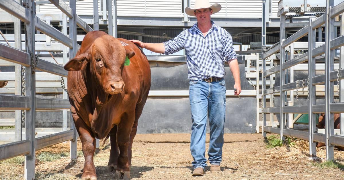 All the vendor averages from the final day of the Droughtmaster National