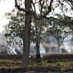 Restocker steers hit $2080 at Beaudesert | Queensland Country Life