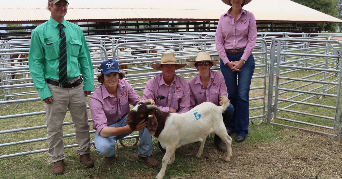 Barcoo Boer Goat stud reaches top of $1700 at inaugural Blackall sale | Queensland Country Life