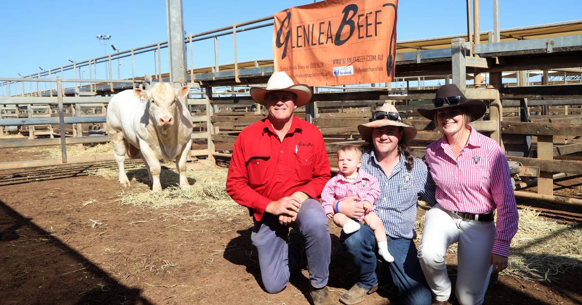 Glenlea Charolais scores bull sale record at Roma | Queensland Country Life