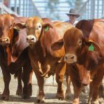 Jersey cross cows sell for $1900 at Eumundi | Queensland Country Life