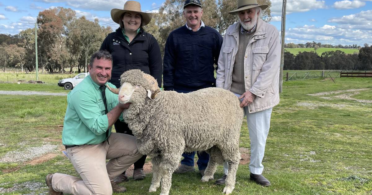 Royalla Merinos sell 34 rams