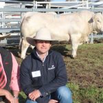 Determined demand for Poll Merino rams at Caroonboon