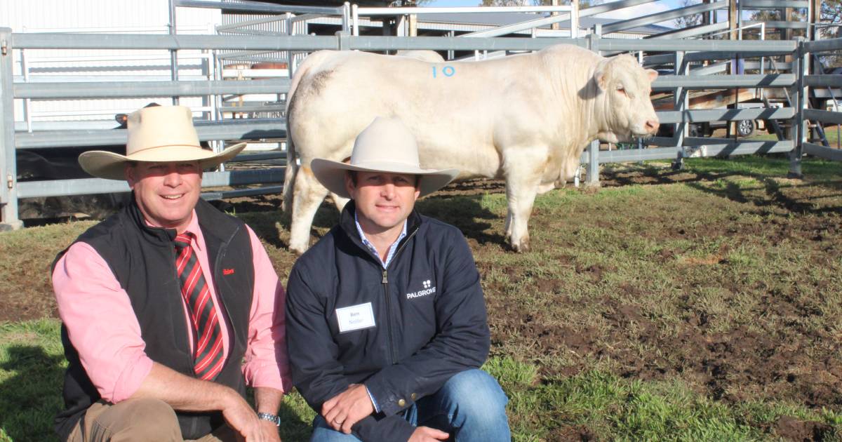 Palgrove breaks Charolais record five times