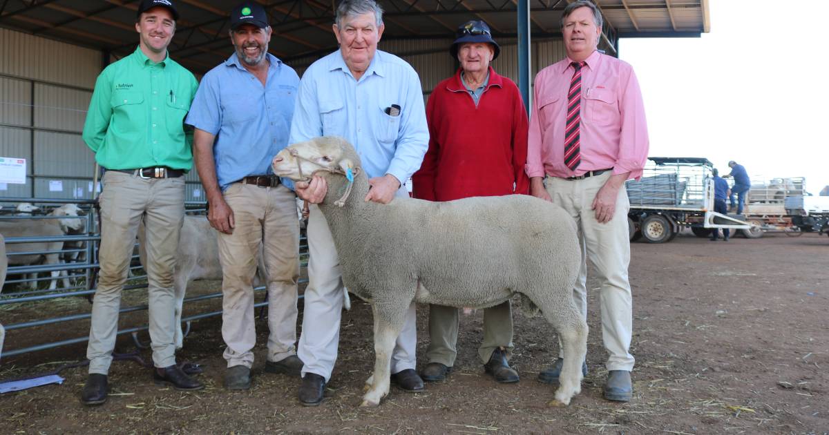 Quairading Prime SAMM sire makes $3500 | Farm Weekly