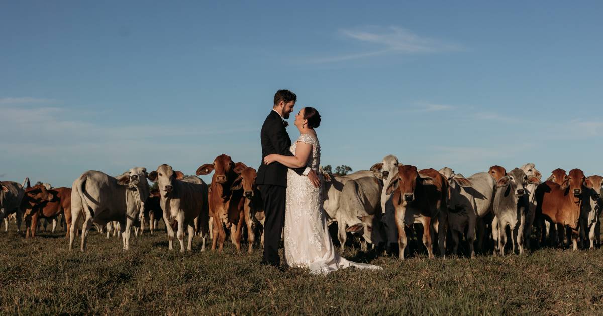 Paddock full of weaners the perfect touch to a Tully wedding day