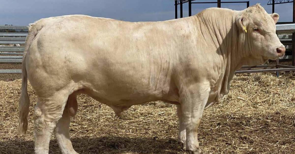 Moongool break Charolais bull record by more than double