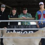 Kolindale Merino, Poll Merino and White Suffolk studs gross $997,550 | Farm Weekly