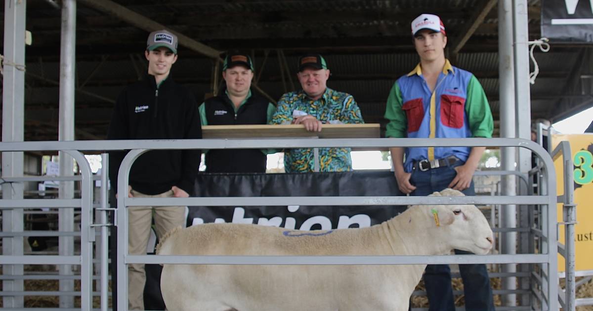 Five vendors come together for the inaugural Nyngan Dorper sale