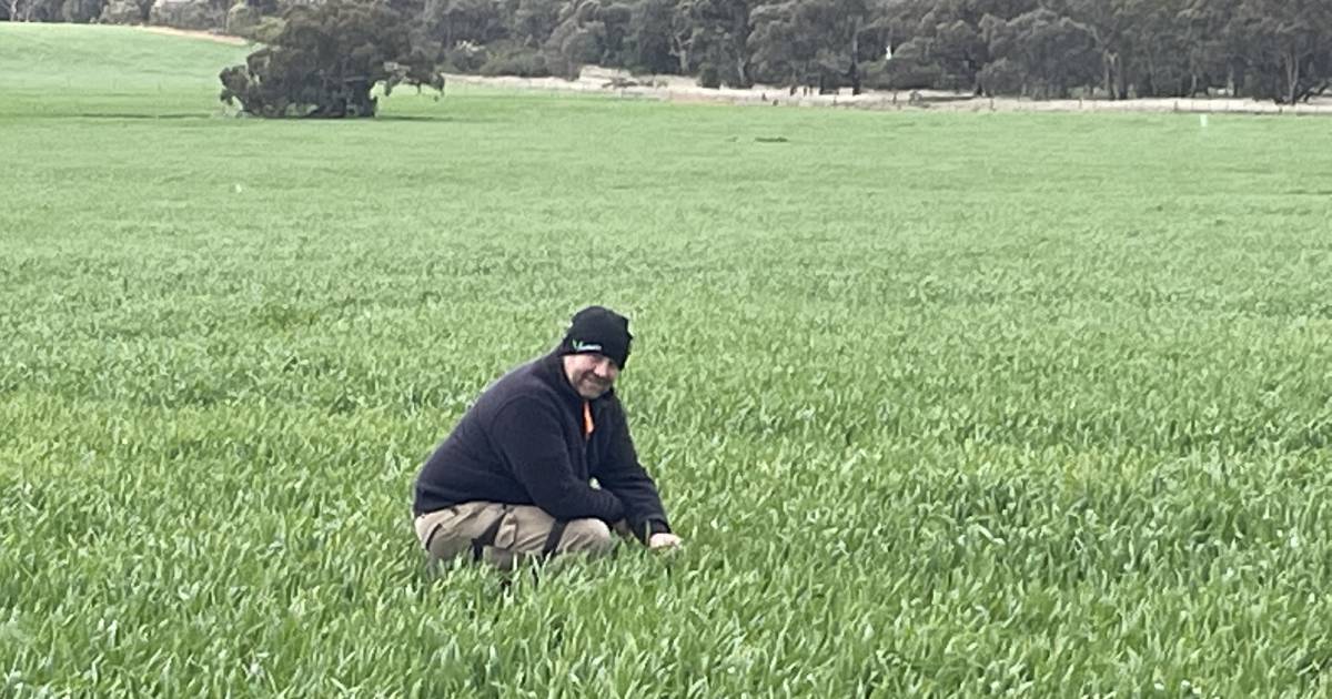 Aim at healthy soil at Marrar