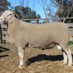 From floods to felt for Murwillumbah High School