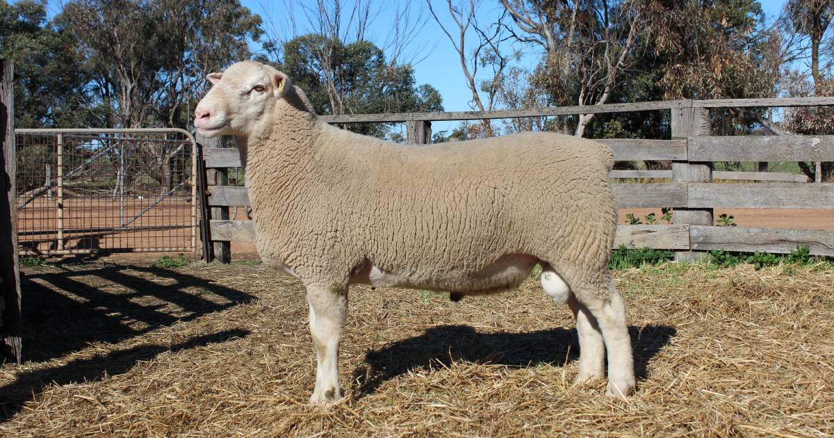 Mixed results from WA Elite White Suffolk and Suffolk Sale