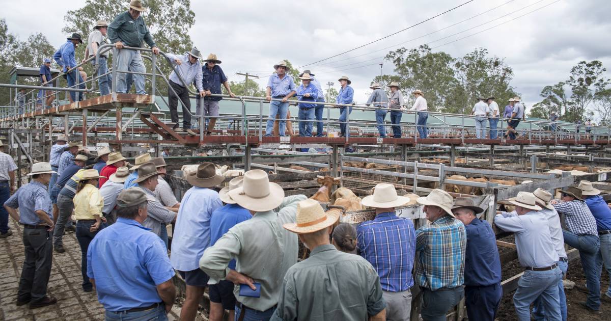 Dearer market at Gympie