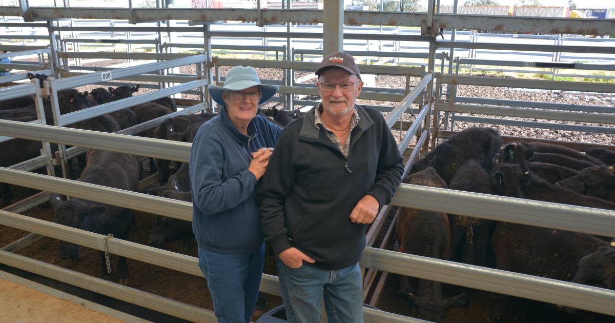 Weaner store steers prices kick by $100 to $150 at Tamworth RLX store sale