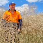 Infections in southern faba crops