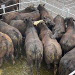 Murgona Santa Gertrudis sale averages $19,875 | Queensland Country Life