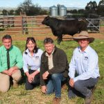 Glenlea Charolais scores bull sale record at Roma | Queensland Country Life