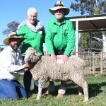 Local buyers remain dominant at the 36th Annual Trynow Merinos On Property sale