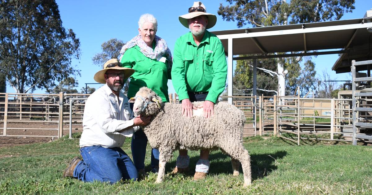 Kurbullah Poll Merino set new on property record