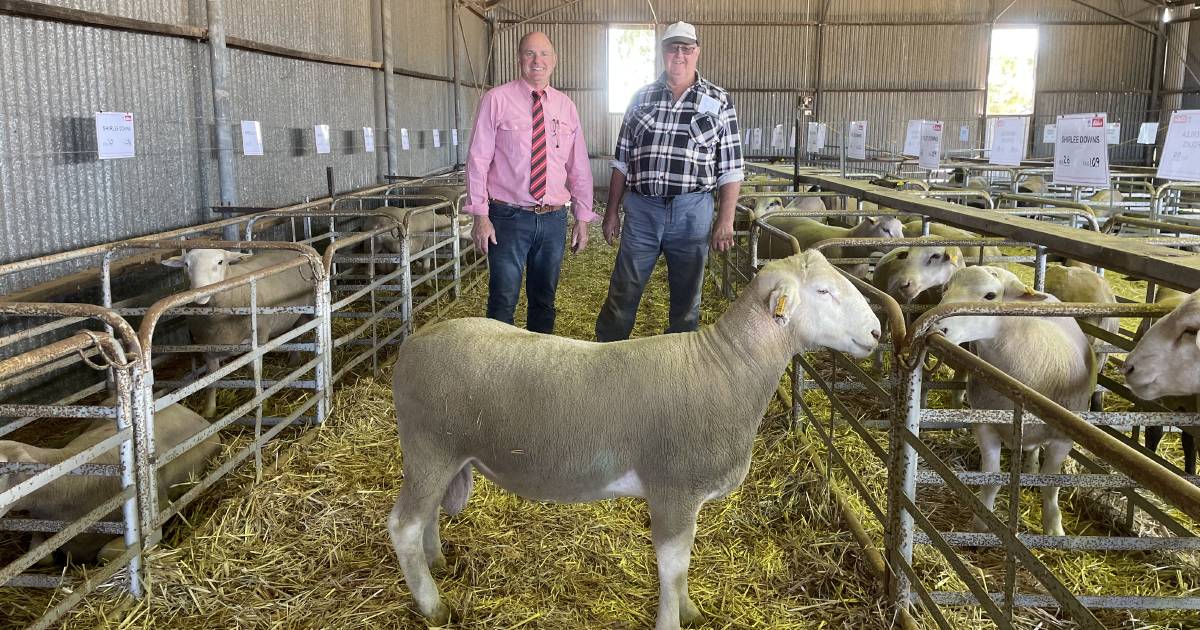 Shirlee Downs White Suffolk makes $1400 | Farm Weekly