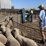 Telpara Hills sets new Australian Brangus record