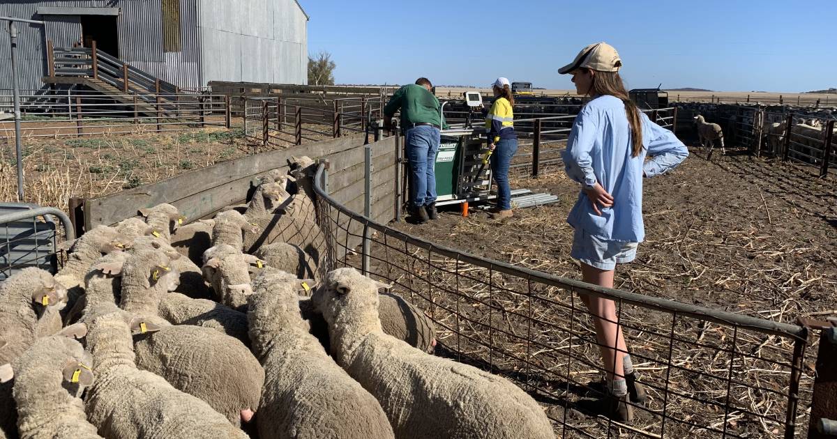 Data crunched to improve lambing rates