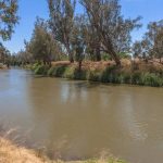 Cows and calves crack $3000 Biggenden