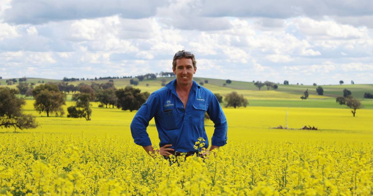 Statewide snapshot of canola shows seasonal lucky dip