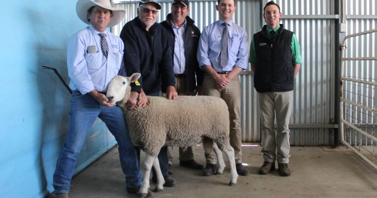 Flock rams clear out at $2557 average at Wattle Farm | The Land