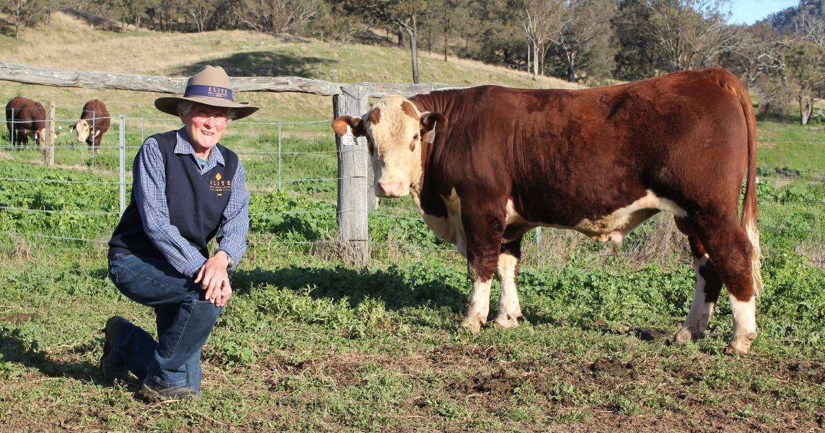 Queensland stud buys Elite Poll Hereford yearling sale-topper