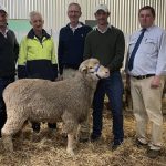 Wool clip sells above the estimates