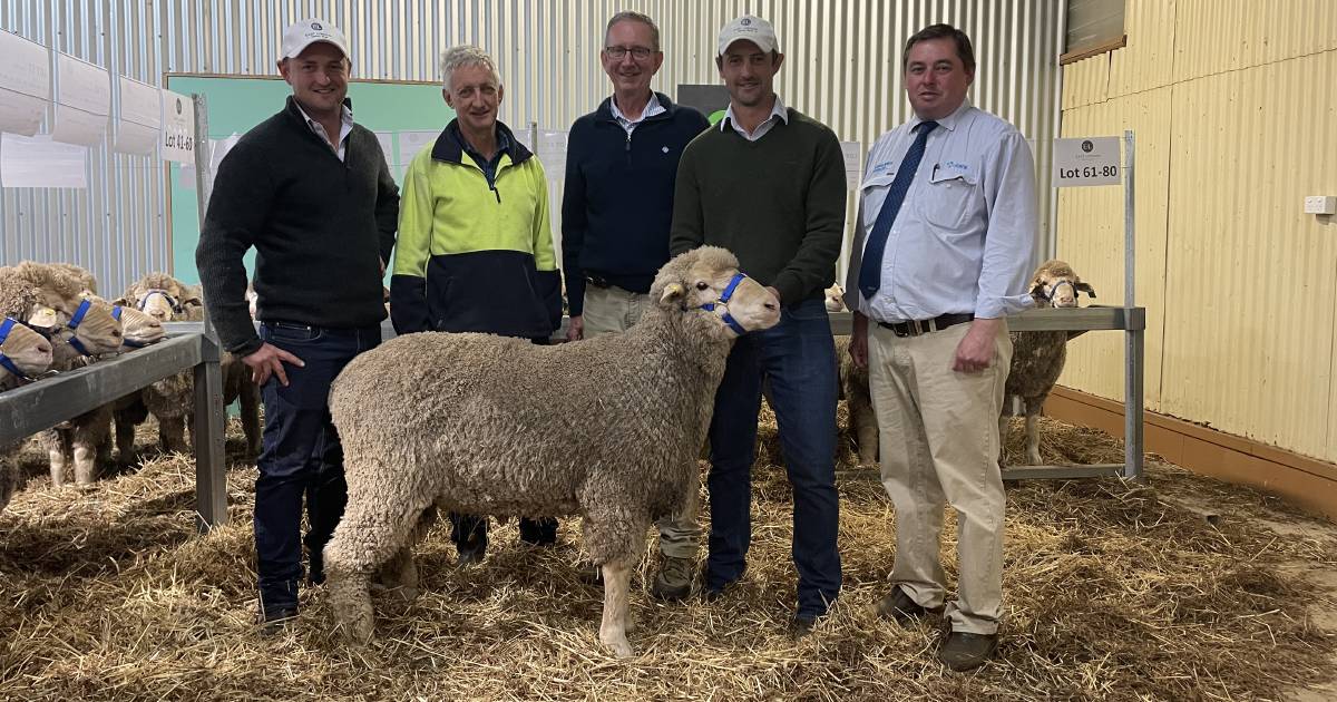 East Loddon Merinos cleared 111 rams at strong sale| Photos