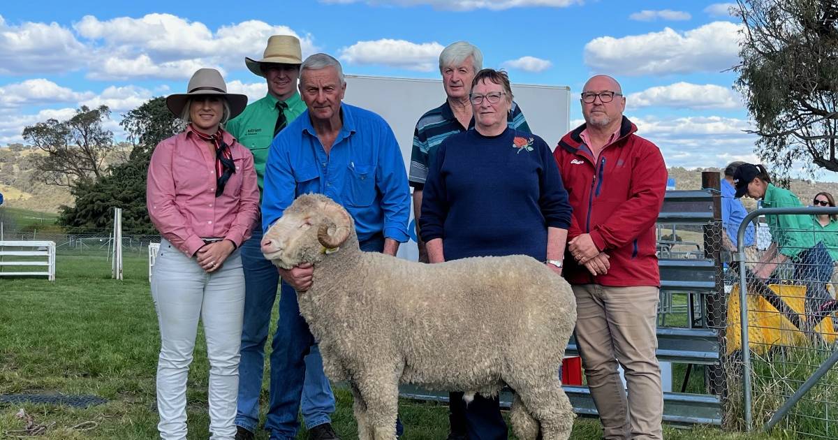 Hollow Mount Merinos reach a $5250 peak