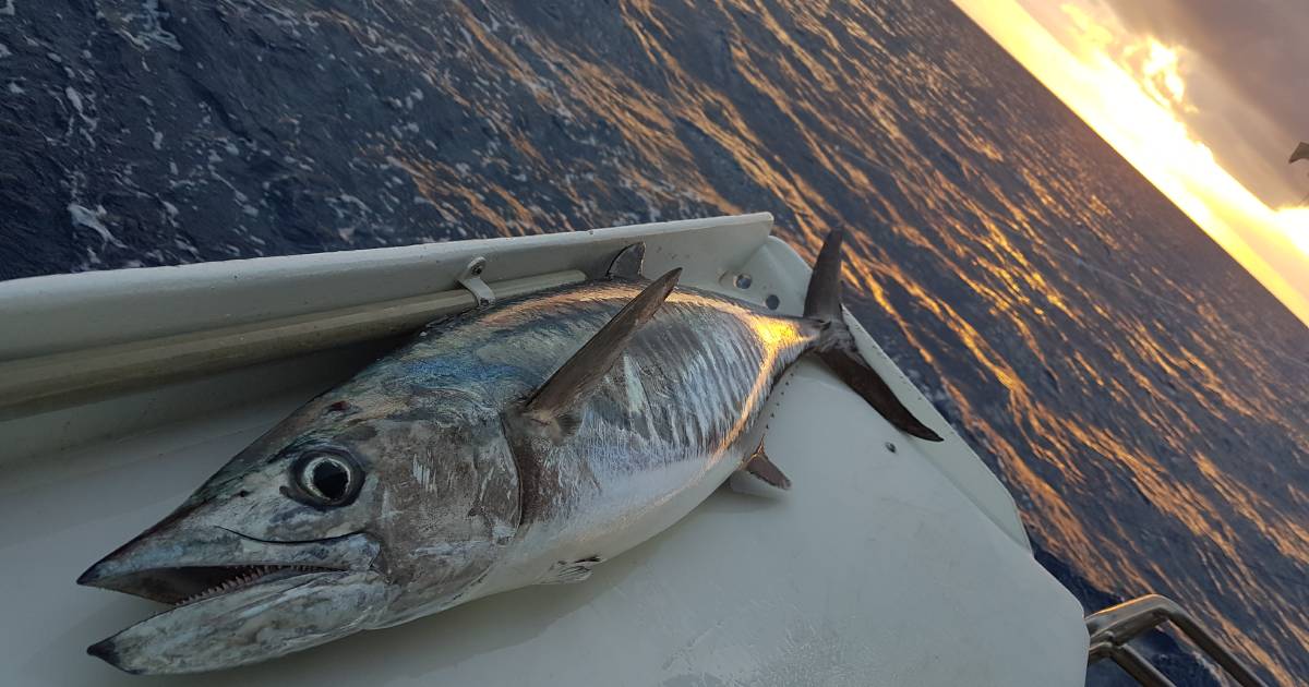 Condemnation of Queensland government Spanish mackerel quota reduction | Queensland Country Life