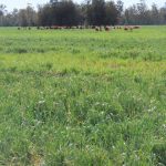 Rockhampton Brahman Week Sale proves popular with NT buyers amidst dry conditions