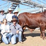 Why farming families dread bull photo day