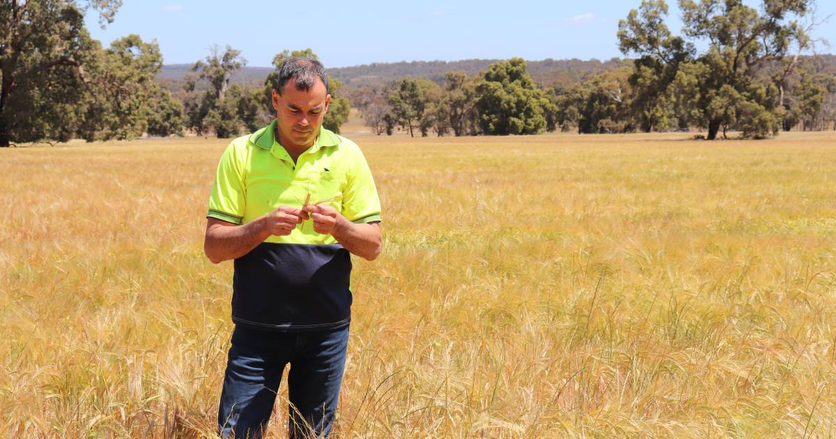 Rhys Turton resigns from WAFarmers | Farm Weekly