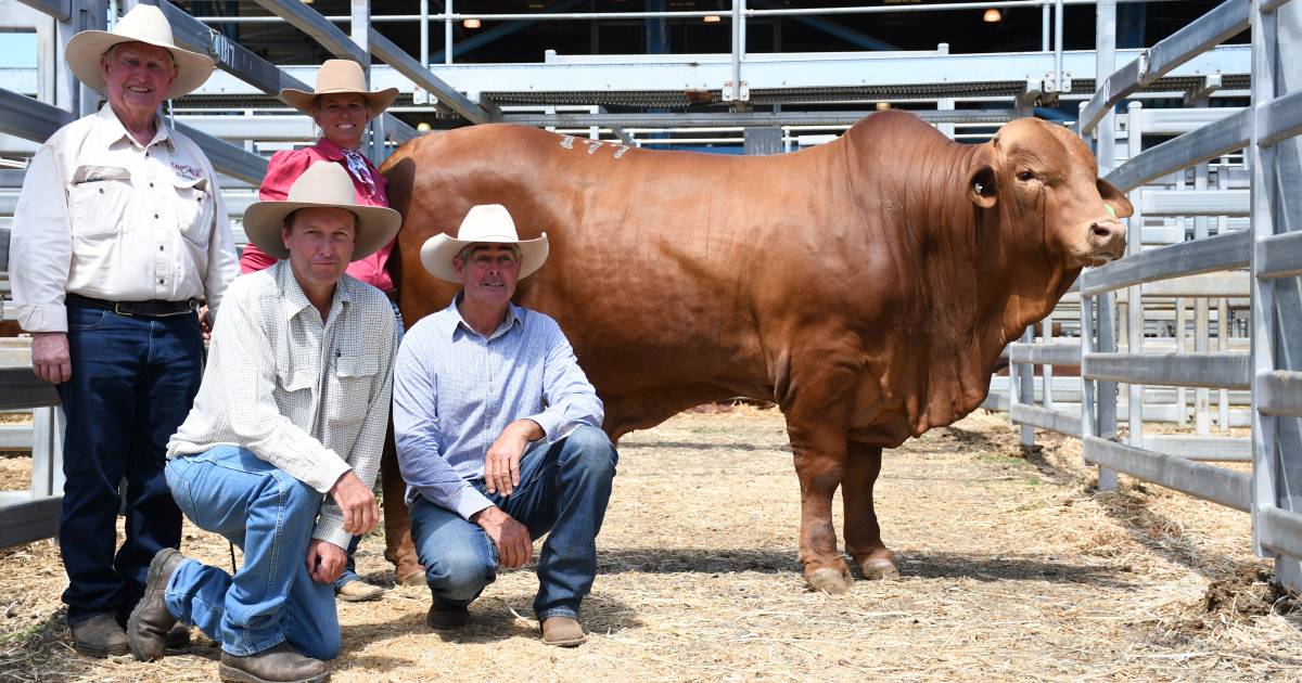 Benchmark set on day one of the Droughtmaster National sale