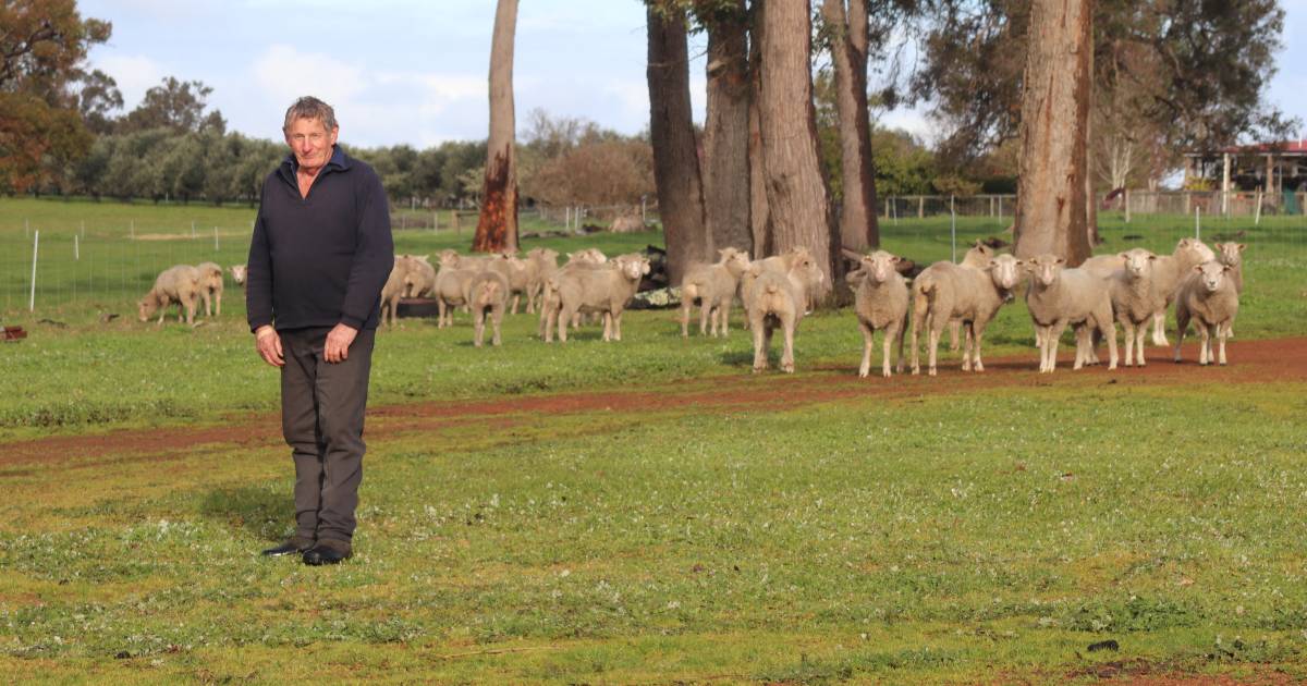 First-cross ewes work for Higgins family