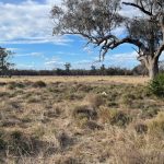 Great cattle dog muster in the Upper Hunter | The Land