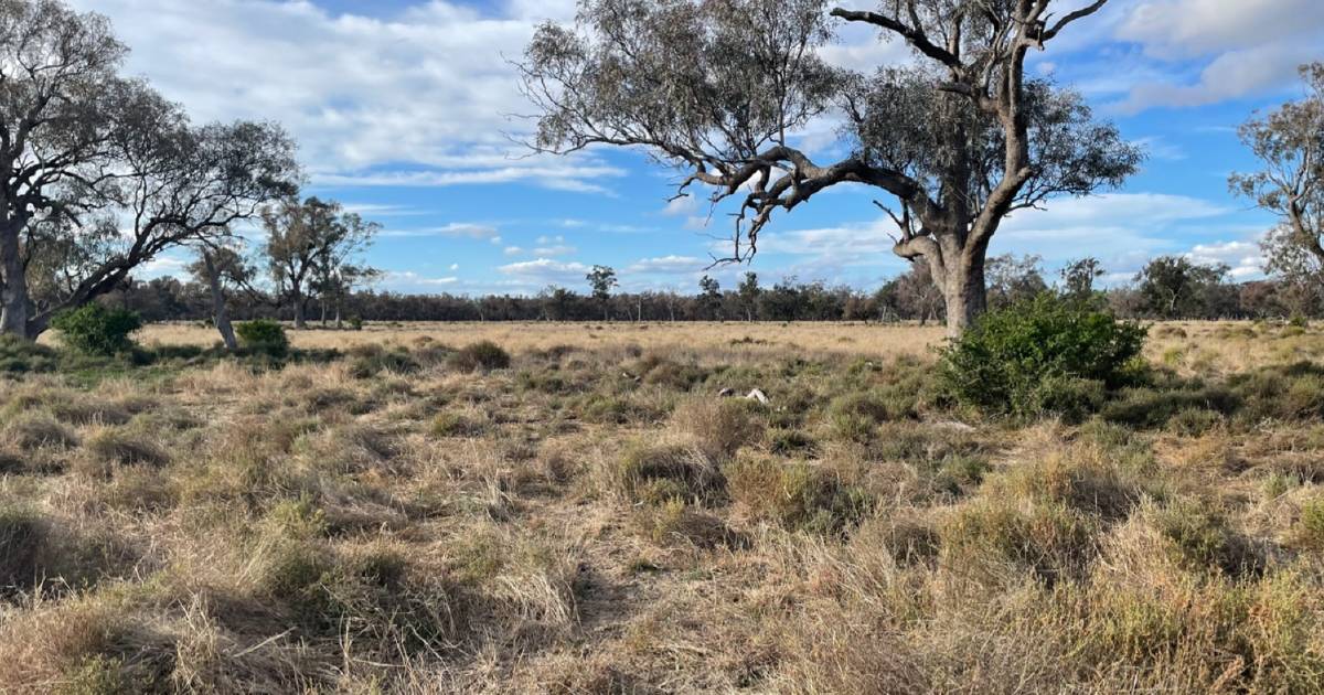 Burren Junction grazing country makes $2224/acre