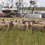 Tackling a tricky summer crop weed