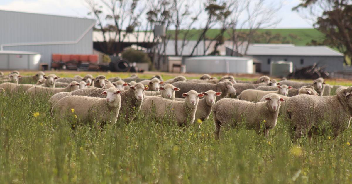 A step towards lambing and wool